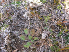 Plantago spathulata