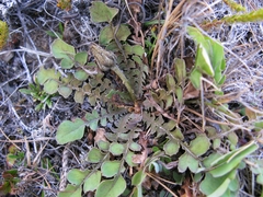 Sonchus novae-zelandiae