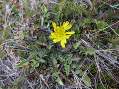 Sonchus novae-zelandiae