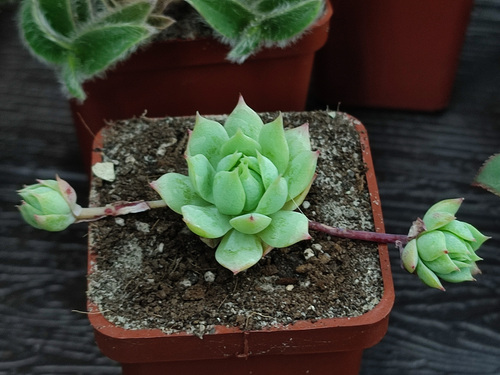 Graptopetalum macdougallii iNat (3)