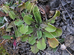 Sonchus novae-zelandiae