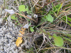 Sonchus novae-zelandiae