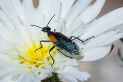 Eupompha elegans