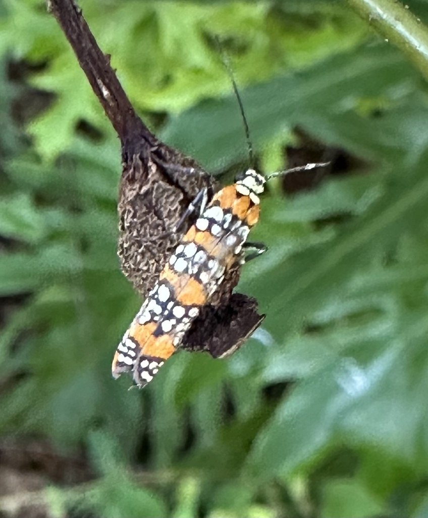 Ailanthus worm Moth from Tigerlily Dr, Houma, LA, US on October 14