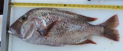 Gymnocranius euanus