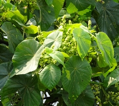 Macaranga tanarius