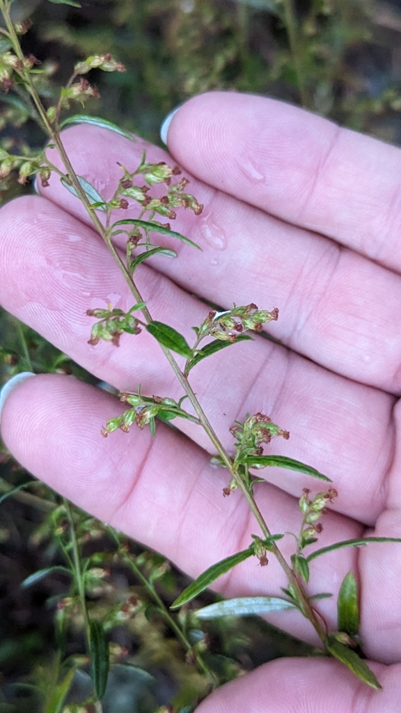 common mugwort from Chillum, MD, USA on October 14, 2023