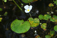 Hydrocharis dubia