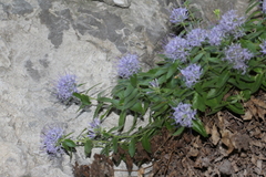 Campanula rumeliana