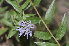 Campanula rumeliana