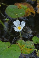Hydrocharis dubia