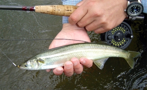 Chilean silverside (Basilichthys australis) — Atherinopsidae