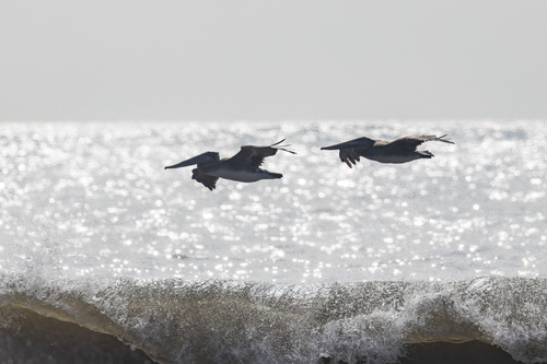 Brown Pelican photographed in New York