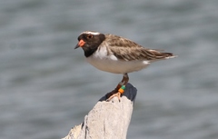 Thinornis novaeseelandiae