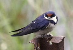 White-Throated Swallow photo 1