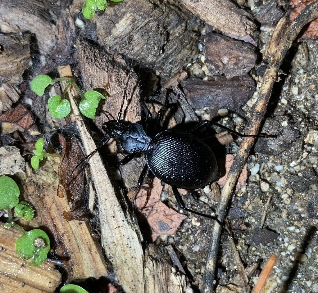 Snaileating Beetle in October 2023 by Hannah. Y46 · iNaturalist