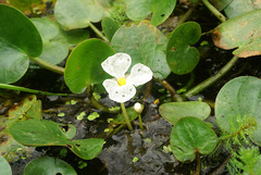 Hydrocharis dubia