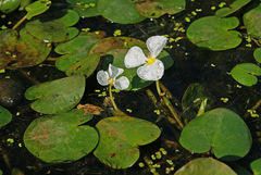 Hydrocharis dubia