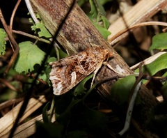 Callopistria exotica