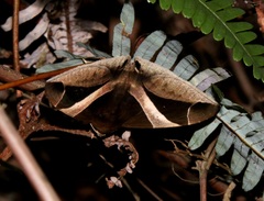 Bastilla praetermissa