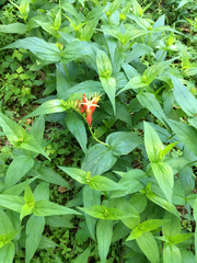 Spigelia marilandica