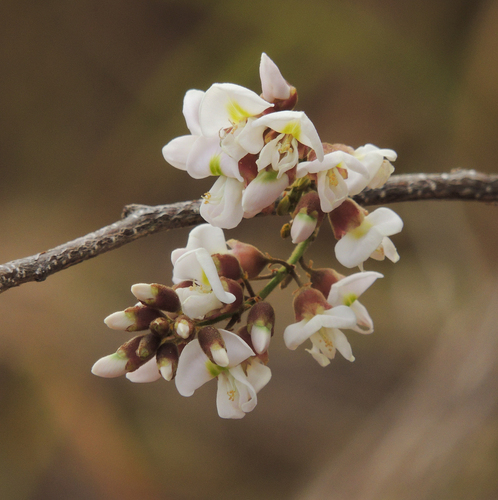 Lonchocarpus campestris