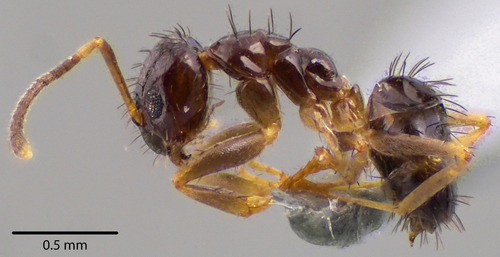Northern Crazy Ant photo 2