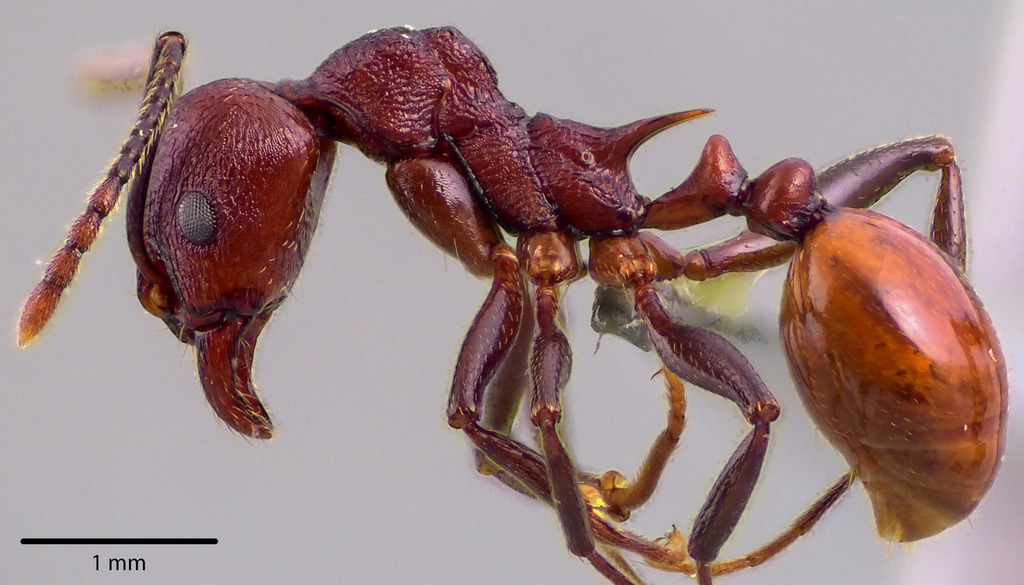 Tennessee Collared Ant from Barry County, MI, USA on September 30, 2023 ...