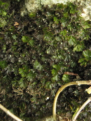 Crepidomanes minutum