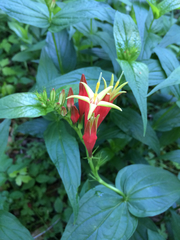 Spigelia marilandica