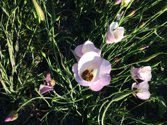 Calochortus catalinae