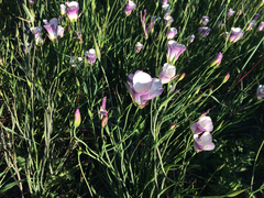 Calochortus catalinae