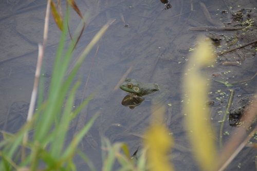 American Bullfrog