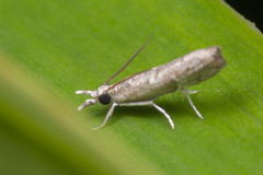 Culladia hastiferalis