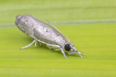 Culladia hastiferalis