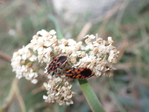 Achillea odorata, photograph 6