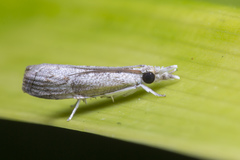 Culladia hastiferalis