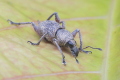 Metapocyrtus adspersus