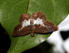 Gerosis phisara