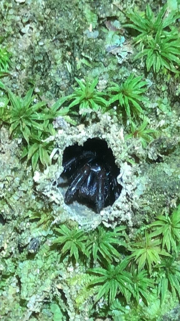 Antrodiaetus microunicolor