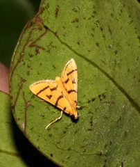 Dichocrocis
