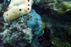 Leptoclinides seminudus