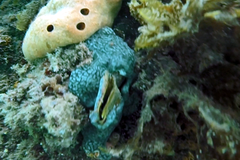 Leptoclinides seminudus