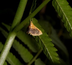 Mabra eryxalis