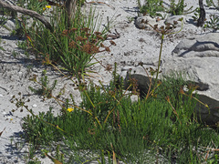 Nanobubon strictum