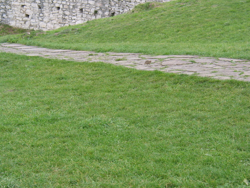 syseľ pasienkový (Spermophilus citellus)