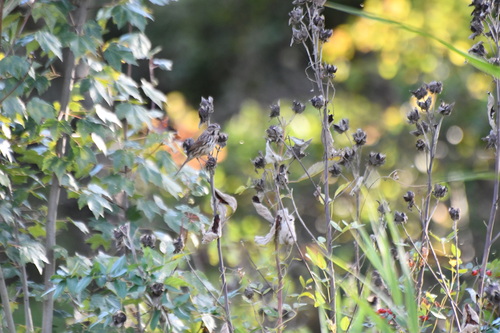 Song Sparrow photographed in Delaware