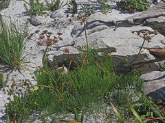 Nanobubon strictum