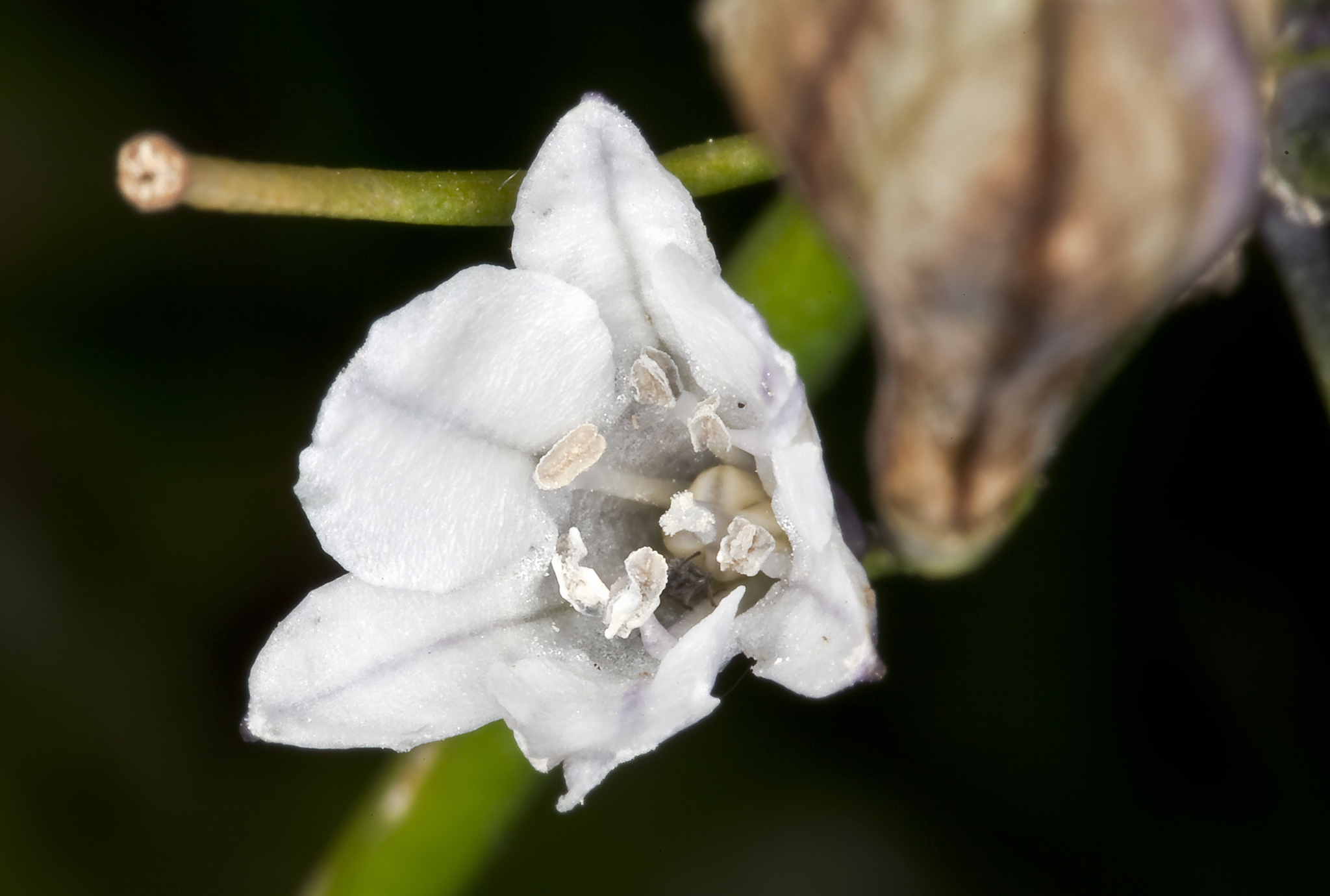 Triteleia clementina