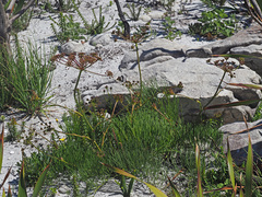 Nanobubon strictum